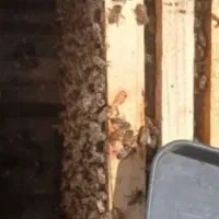 زنبور عسل از ۴ قاب به بالا