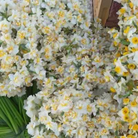 پیاز گل نرگس اصلاح شده|گل و گیاه طبیعی|شیراز, کاراندیش|دیوار