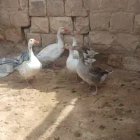 غاز|حیوانات مزرعه|کوهدشت, |دیوار