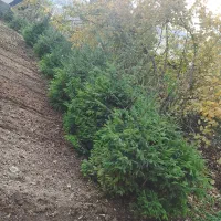 فروش نهال نراد کلاردشت