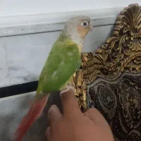 فروش کوتوله ، گرینچیک و عروس هلندی