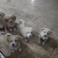 حیوانت خونه ای|سگ|بهبهان, |دیوار