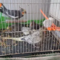 یک جفت عروس هلندی فروشی