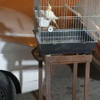 کبوتر رنگی و طوقی و عروس مینا