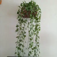 گل طبیعی شاداب وسرحال