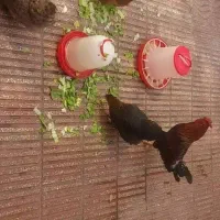 مرغ و خروس محلی