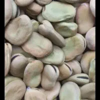 باقالی خشک امساله