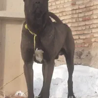 نر سرابی ۲۰ماه قد ۹۰|سگ|تهران, پاسداران|دیوار