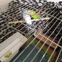 سه تا مرغ عشق|پرنده|نهاوند, |دیوار