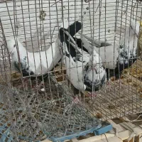 کبوتر ها عجبشر میباشد