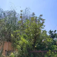 فروش آپارتمان سه خوابه خوش نقشه با قیمت مناسب|فروش آپارتمان|شیراز, دینکان|دیوار