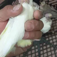 جوجه سرلاکی لوتینو|پرنده|کوهسار (البرز), |دیوار