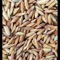 شلتوک بذری درجه یک یک