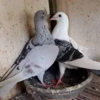 کبوتر