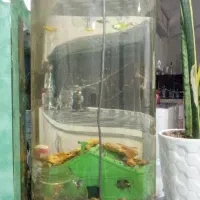 اکواریوم