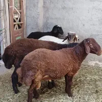 بره