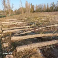 خرید انواع چوب قلمه و بید و گردو و..|خدمات باغبانی و درختکاری|چالدران, |دیوار