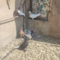 کبوتر|پرنده|شیراز, فرودگاه شهید دستغیب شیراز|دیوار