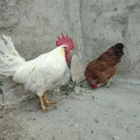 مرغ و خروس خانگی سفید و قهوه ای|حیوانات مزرعه|قم, هنرستان|دیوار