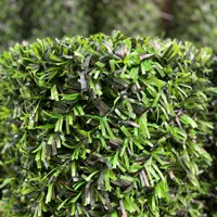 فنس چمنی و فنس برگی|خدمات باغبانی و درختکاری|کرج, گلدشت|دیوار