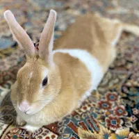 خرگوش|موش و خرگوش|بروجرد, |دیوار