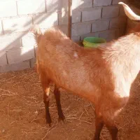 ۲ عدد تکه فروشی