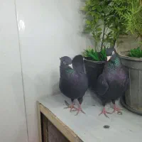 کبوتر طوقی ذاغ