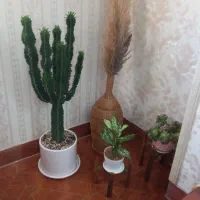 سفارش غذای خونگی