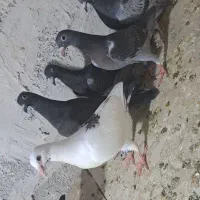 جوجه پلاکی