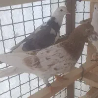 کبوتر