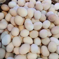 فروش تخم مرغ بومی|خوردنی و آشامیدنی|کاشان, راوند|دیوار