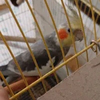 عروس هلندی