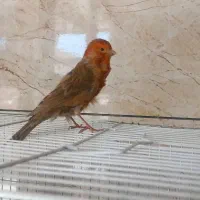 قناری نروماده