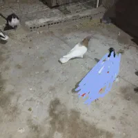 کفتر|پرنده|چترود, |دیوار