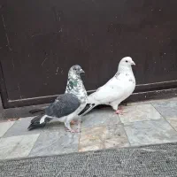 کفتر خارجی و سرور پرشی و طوقی کرمانشاهی