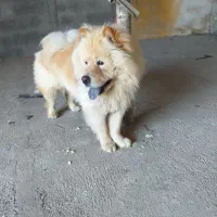 سگ چاو چاو