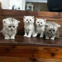 بچه گربه های اسکاتیش