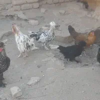 خروس سلطان درجه یک.خروس کوشین|حیوانات مزرعه|تربتحیدریه, طالقانی|دیوار