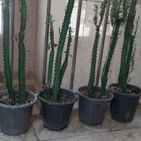 فروش افوربیا|گل و گیاه طبیعی|تهران, تهرانسر غربی|دیوار