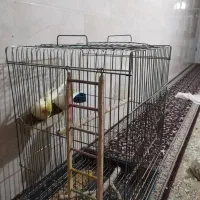 عروس هلندی|پرنده|مهریز, |دیوار