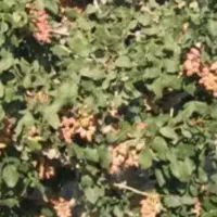 فروش-باغ-500-متری