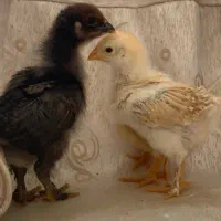 تعدادی جوجه  نیمچه مرغ و خروس  مولد 30 روزه