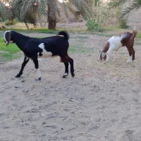 گوسفندفروشی قیمت18