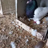 ماده کله سیاه کلاهی ضمانتی