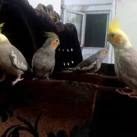 ۸عددجوجه سرلاکی ودون خوربزرگ شده با بهترین شرایط|پرنده|آمل, |دیوار