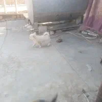 واگزاری توله پامراشپیتز روباهی