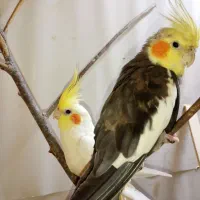 عروس هلندی|پرنده|رشت, کوی جام جم|دیوار