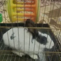 خرگوش بزرگ