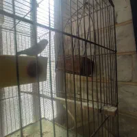 عروس هلندی و طوطی برزیلی|پرنده|شهریار, شهریار|دیوار