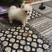 پامر خرسی بازیگوش